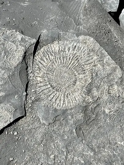 holzmaden0013 waqq6kakd73rcpv