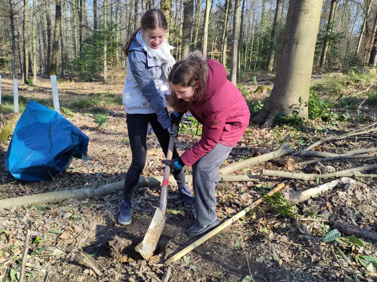 st dominikus gymnasium karlsruhe Baumpflanzen Umwelt03