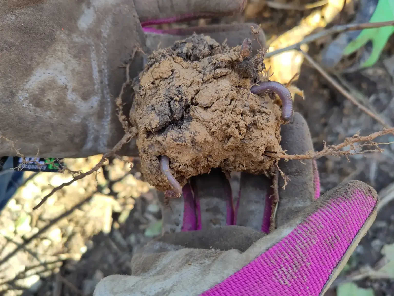 st dominikus gymnasium karlsruhe Baumpflanzen Umwelt04