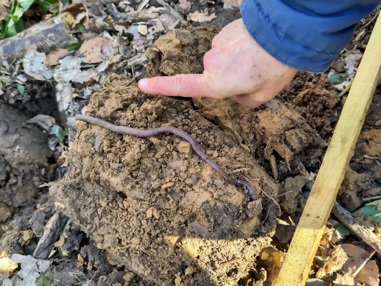 st dominikus gymnasium karlsruhe Baumpflanzen Umwelt05