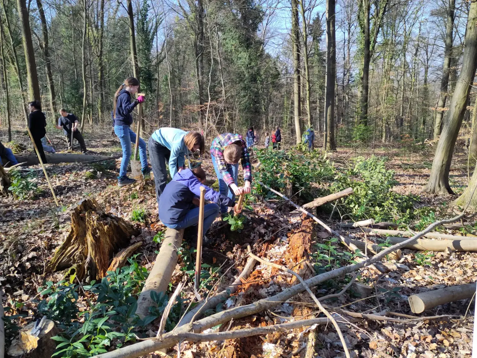 st dominikus gymnasium karlsruhe Baumpflanzen Umwelt06